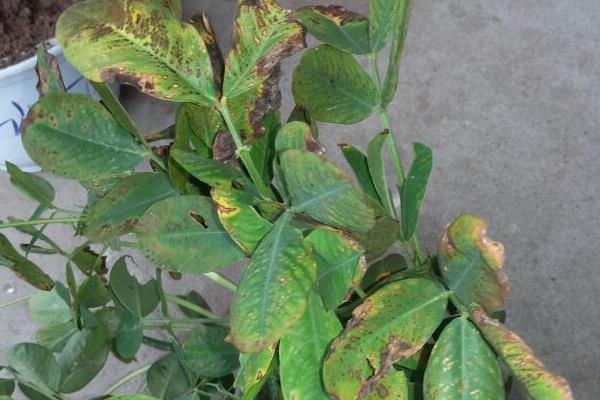 花生叶腐病的病症，叶片受害初期呈水渍状