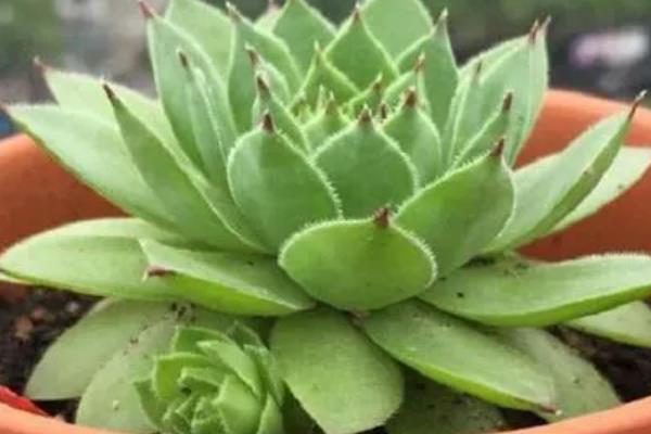 观音莲多肉的品种，常见的有明镜、子持年华等