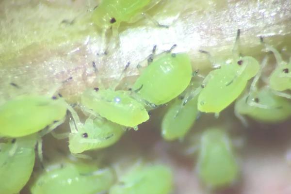 治蚜虫用什么土方法，开水混合洗衣液喷洒