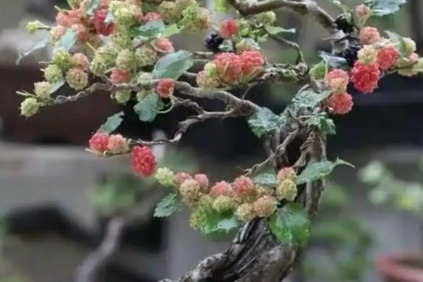 盆栽四季果如何摘心，摘心主要是在幼苗期进