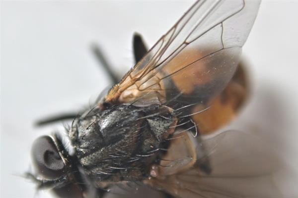 苍蝇怕什么东西，苍蝇怕动物、微生物等