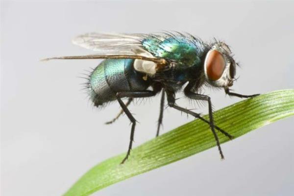苍蝇怕什么东西，苍蝇怕动物、微生物等