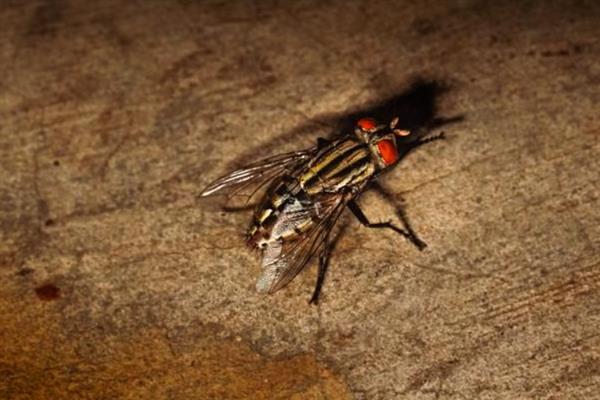 苍蝇怕什么东西，苍蝇怕动物、微生物等