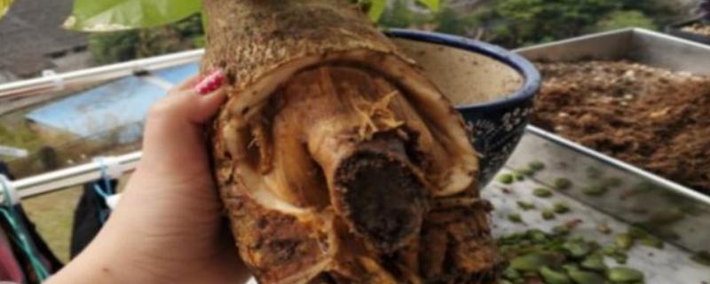 发财树皮腐烂怎么挽救，首先要将腐烂的部位刮去