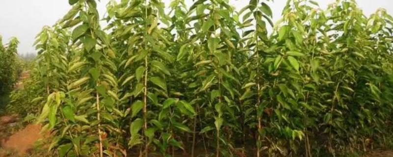 美早樱桃苗的简介，平均单果重11.3克