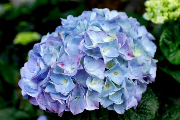 无尽夏的花语，寓意终会团聚、美满的婚姻等