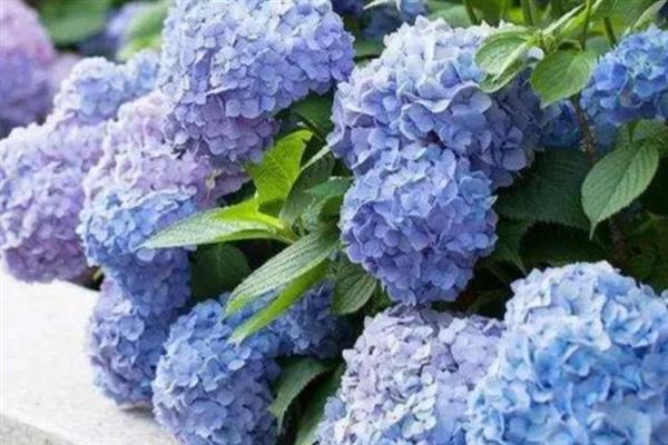 无尽夏的花语，寓意终会团聚、美满的婚姻等