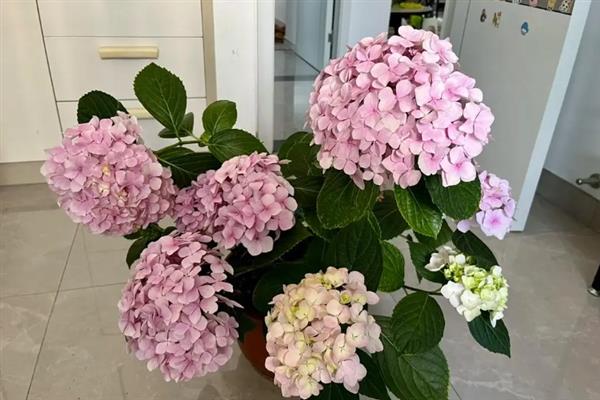 无尽夏的花语，寓意终会团聚、美满的婚姻等