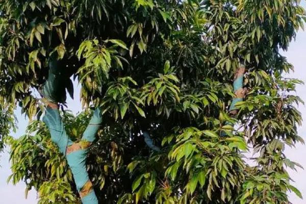 桂味荔枝打什么药可以催花，可以打赤霉素催花