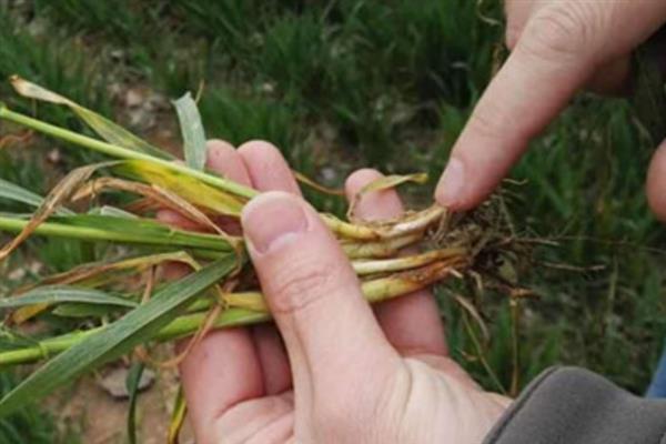小麦纹枯病病的症状，常表现为病苗枯死、烂芽等