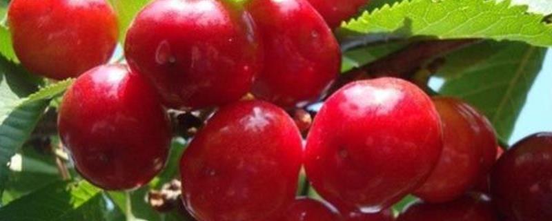 无需授粉的树樱桃品种，有早红宝石、乌克兰2号等