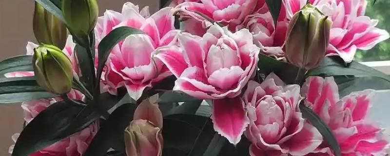 香水百合的养殖方法，适宜生长开花的温度为16-24℃