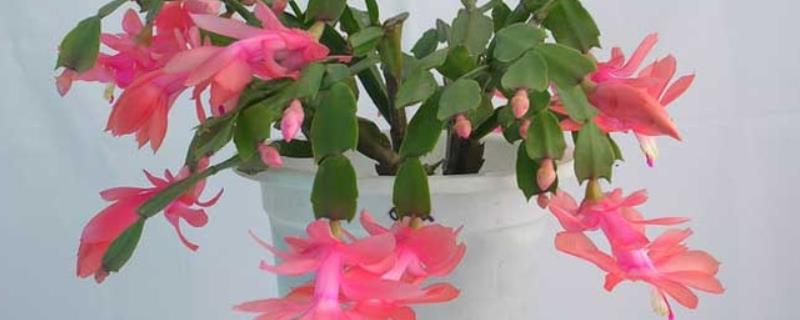 蟹爪莲开完花以后要修剪吗，蟹爪莲开花后要修剪