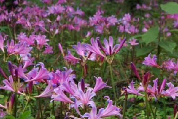 怎么种换锦花，生长期可2、3天浇水1次