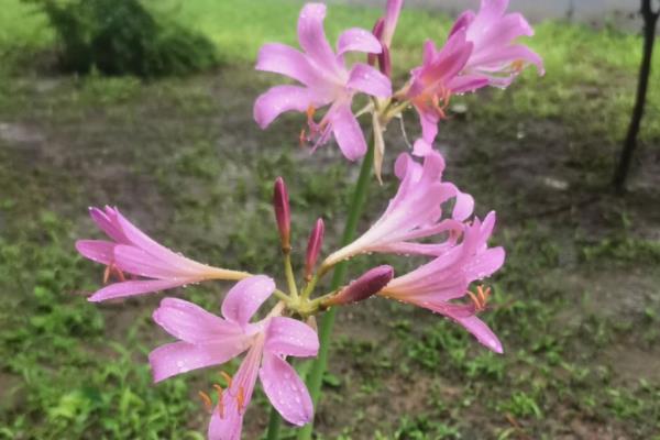 怎么种换锦花，生长期可2、3天浇水1次