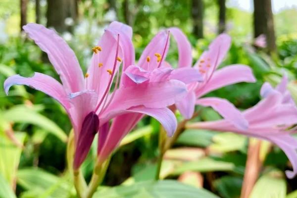 怎么种换锦花，生长期可2、3天浇水1次
