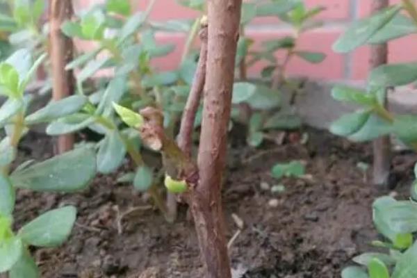 腊梅的高压生根法，材料处理是基本要求