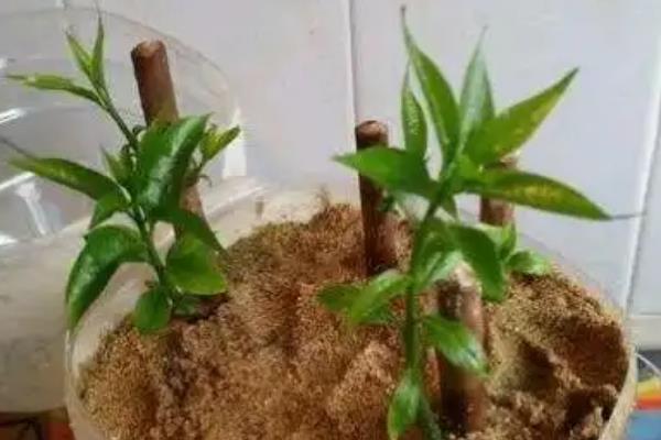 腊梅的高压生根法，材料处理是基本要求