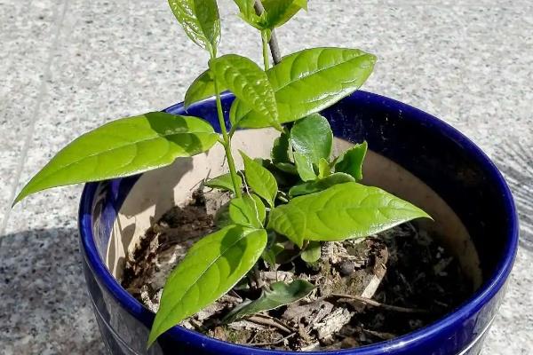 腊梅的高压生根法，材料处理是基本要求