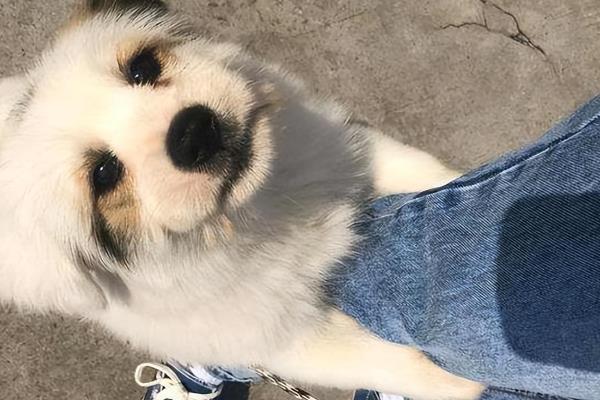 狗狗为什么用爪子扒主人，可能想表达爪子难受、想吃东西、想让主人帮忙等意思