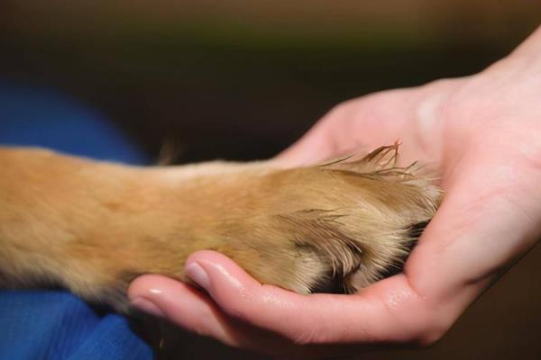 狗狗为什么用爪子扒主人，可能想表达爪子难受、想吃东西、想让主人帮忙等意思