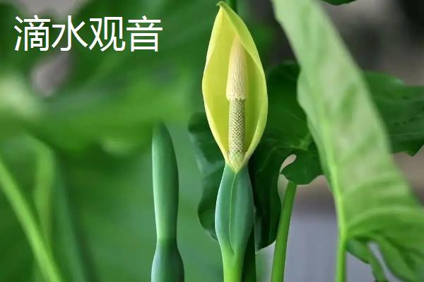 滴水观音与绿萝的区别是什么，种属和叶片均不同