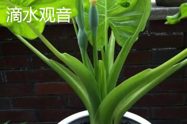 滴水观音与绿萝的区别是什么，种属和叶片均不同
