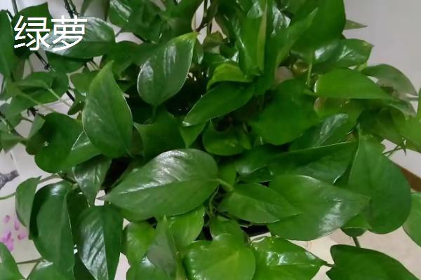 滴水观音与绿萝的区别是什么，种属和叶片均不同
