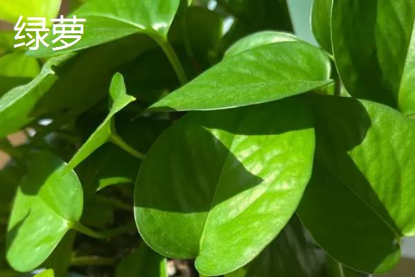 滴水观音与绿萝的区别是什么，种属和叶片均不同