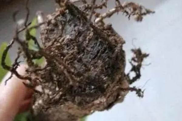 发财树皮腐烂怎么挽救，首先要将腐烂的部位刮去