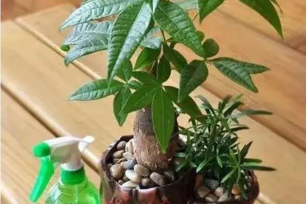 发财树皮腐烂怎么挽救，首先要将腐烂的部位刮去