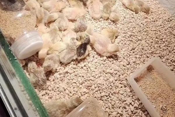 幼鸡怎么区分公母，可以从鸡冠和肛门等分辨