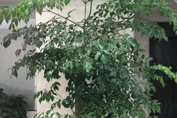 紫槐有什么花语，代表思念爱情、清新脱俗等含义