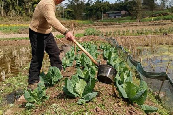 蔬菜如何施肥，首先要施用有机肥为主的底肥