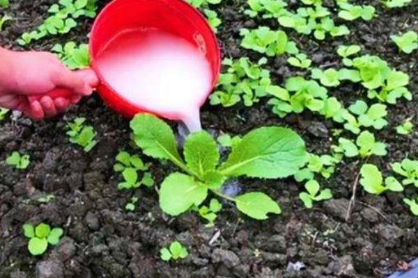 蔬菜如何施肥，首先要施用有机肥为主的底肥
