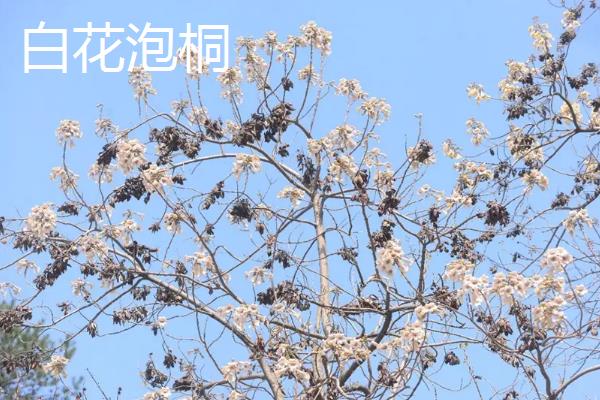 泡桐树的外形特点，其树冠为圆锥形