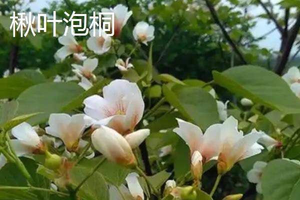 泡桐树的外形特点，其树冠为圆锥形