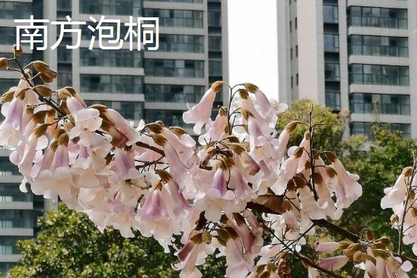 泡桐树的外形特点，其树冠为圆锥形