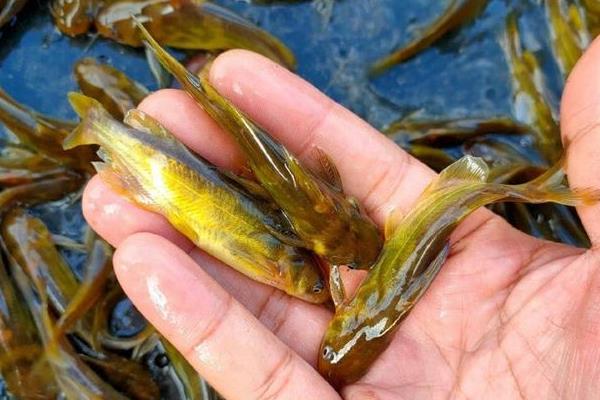 通常用哪个型号的丸世朝天钩，因垂钓对象的种类、体型而异
