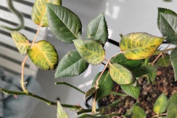 花黄叶子的补救妙招，需要控制浇水、改变土质等