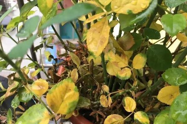 花黄叶子的补救妙招，需要控制浇水、改变土质等