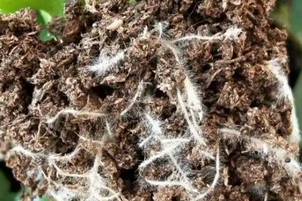 花黄叶子的补救妙招，需要控制浇水、改变土质等