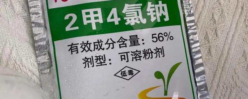 2甲4氯钠打了后对玉米的影响，浓度过高则会影响到玉米的生长发育