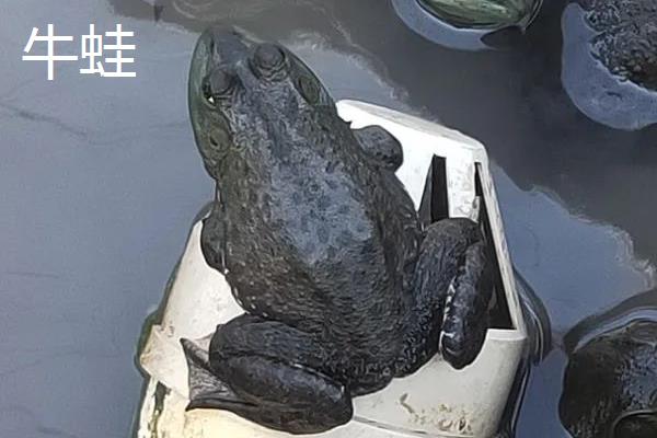 牛蛙是不是青蛙，二者并非同一品种