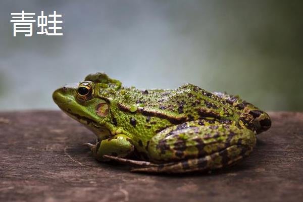 牛蛙是不是青蛙，二者并非同一品种