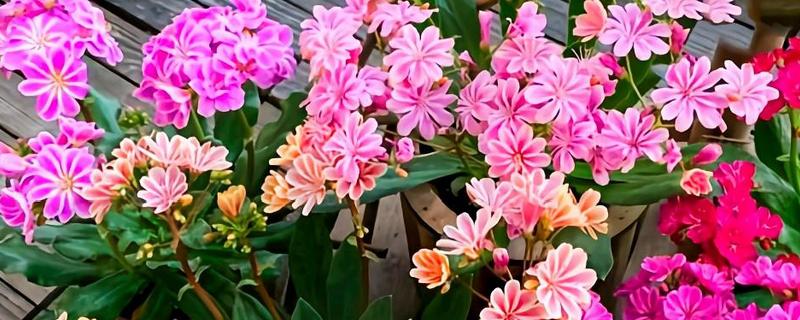 露薇花的种植方法，培养土要求疏松透气、保水保肥能力强