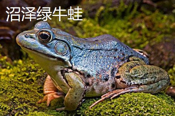 牛蛙是不是青蛙，二者并非同一品种