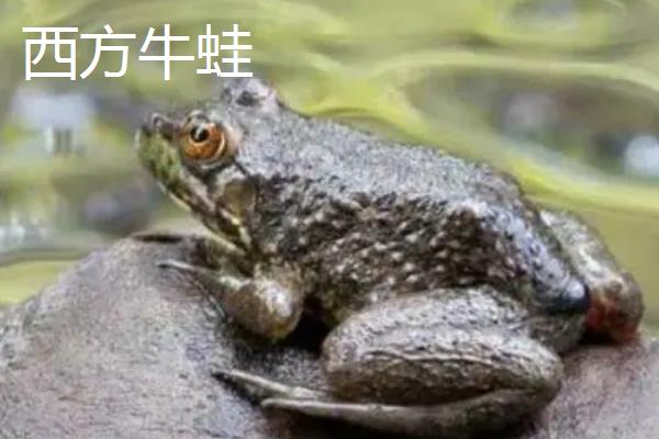 牛蛙是不是青蛙，二者并非同一品种