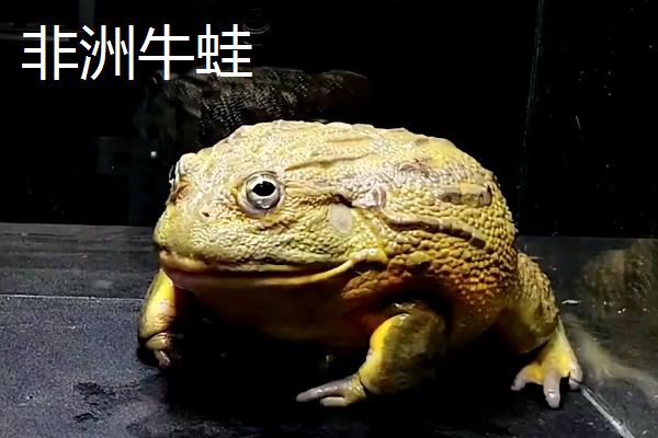 牛蛙是不是青蛙，二者并非同一品种