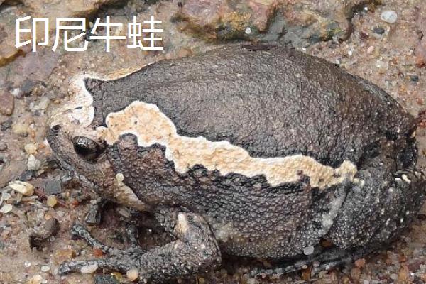 牛蛙是不是青蛙，二者并非同一品种